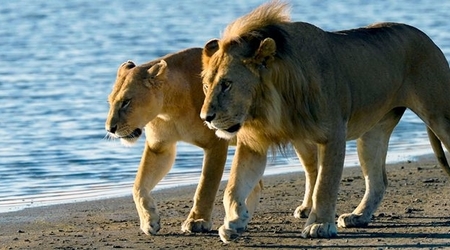 Lions at Saadani National Park