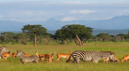 Wildlife in Mikumi National Park