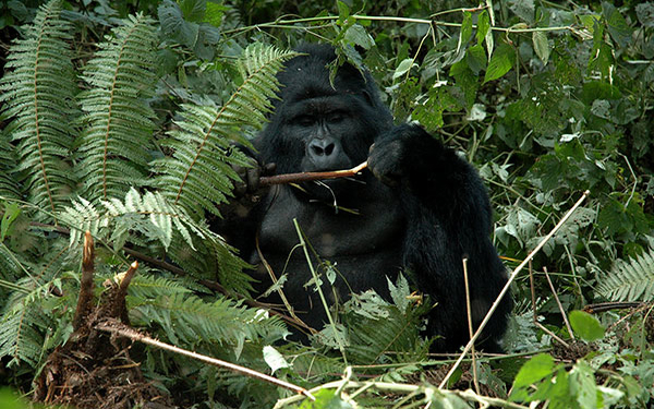 Mgahinga National Park