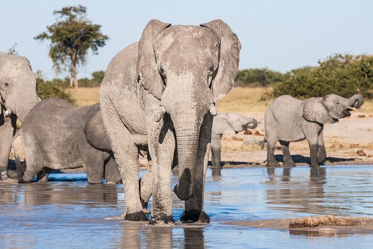 african elephants in chobe national park