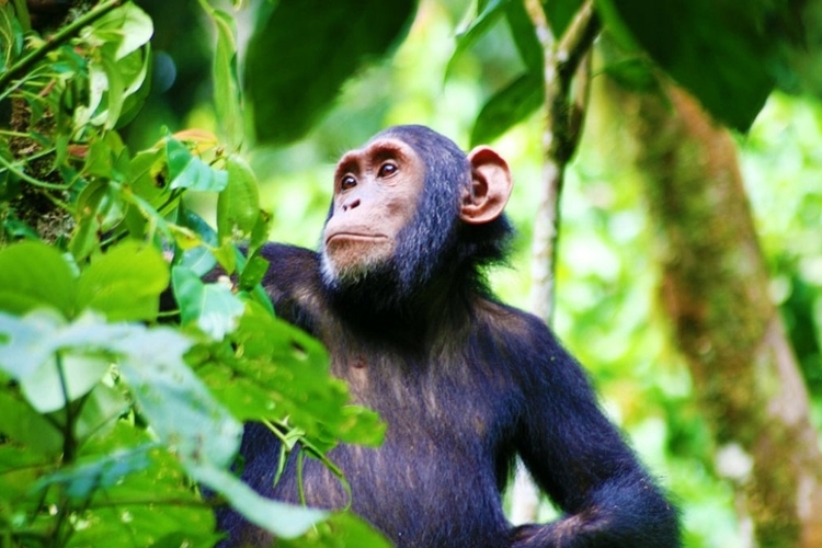 chimpanzee in kibale forest