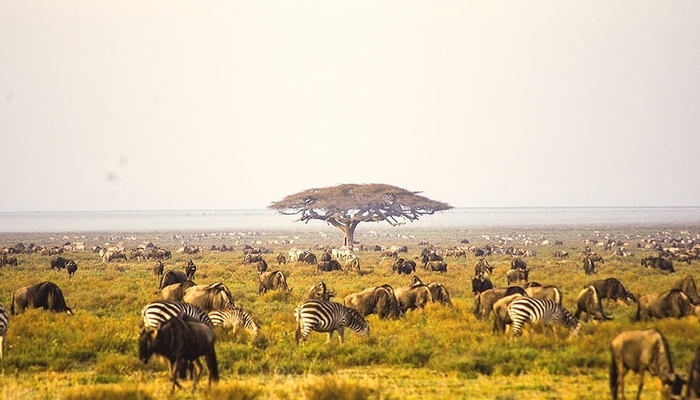 serengeti national park