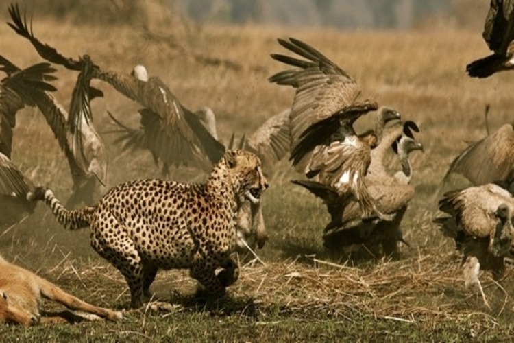 wildlife action in kafue national park