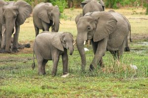 Elephants in Mali.whileinafrica