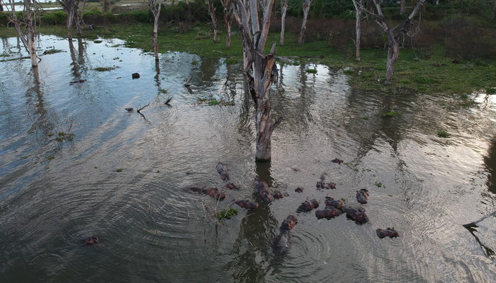 A bloat of hippos in Lake Naivasha-whileinafrica