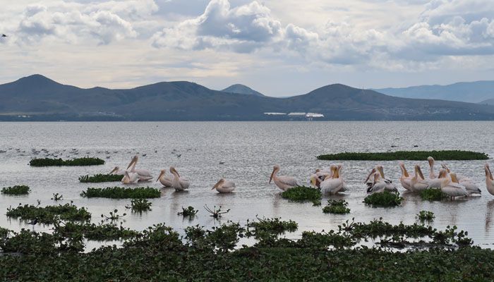 Lake Naivasha