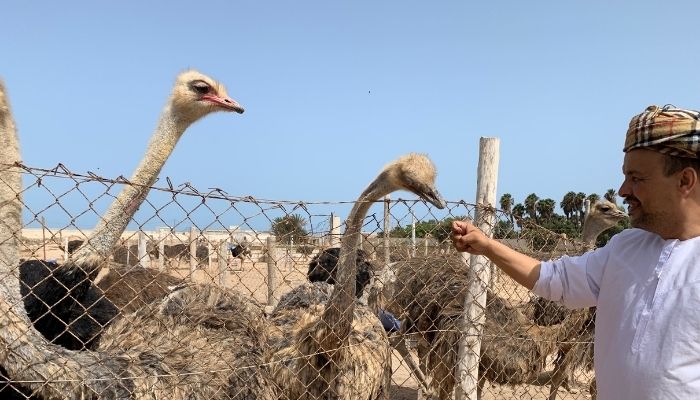 Ostrich Farm